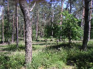 NABU: Private Waldhilfen sollen nachhaltige Waldbewirtschaftung fördern